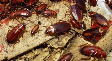 Cockroach-Infestations