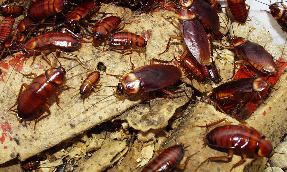 ليلة سقوط الصراصير !