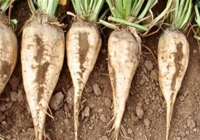 مدير عام .. الشمندر السكري!!