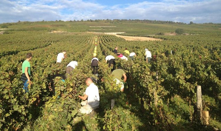 لا زرعلك بستان ورود ..