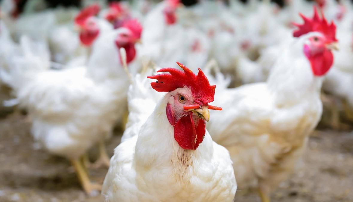 وين هربتي يا دجاجة