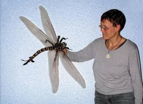 ما قبل الإنسان.. بين الجاذبية ونسبة الأوكسجين وحجم الحيوانات والحشرات والنباتات