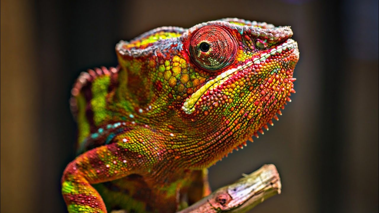 حزب الحرباية