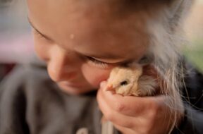 RaisingChickens4